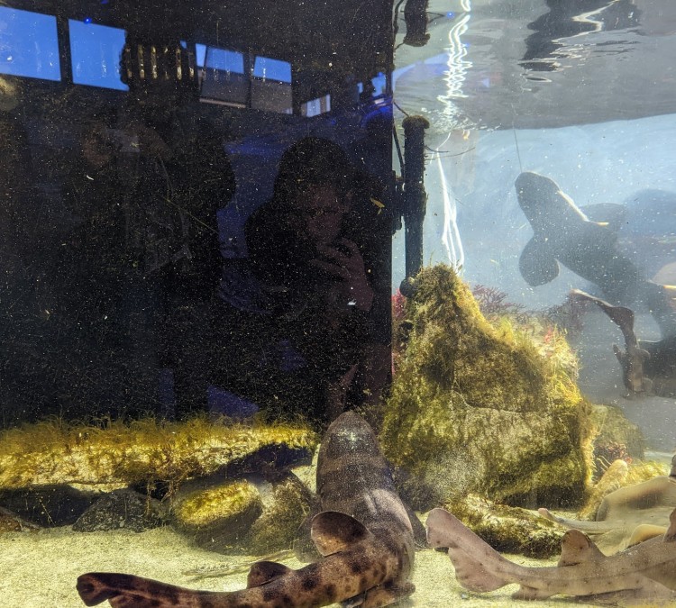 cabrillo-high-school-aquarium-photo